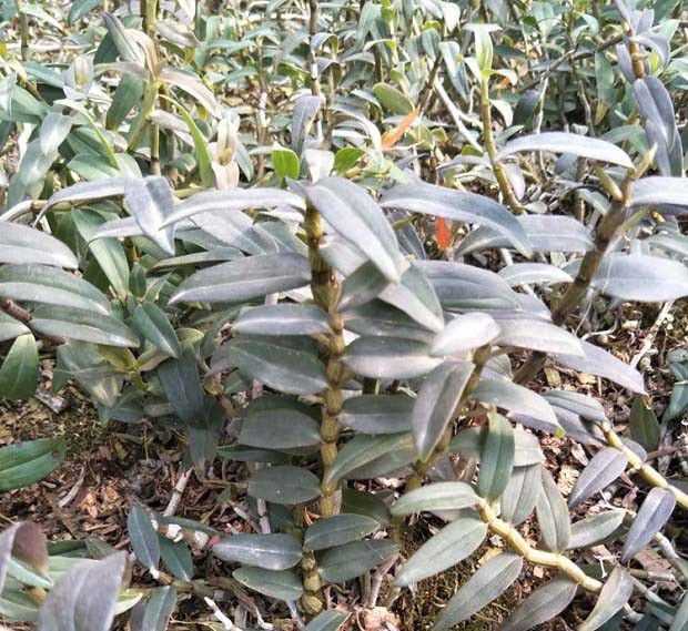 种植石斛哪个季节需要多浇水？