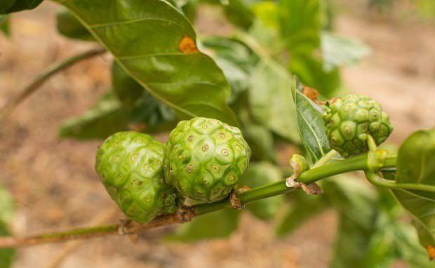 种植诺丽果如何防治病虫害？