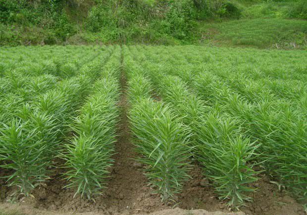 食用百合种植条件是什么？