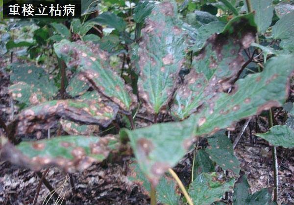 种植重楼如何防治病虫害？