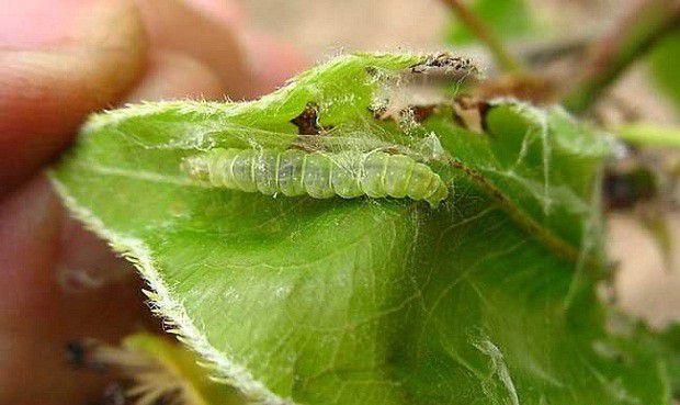 种植五味子如何防治苹果大卷叶虫？