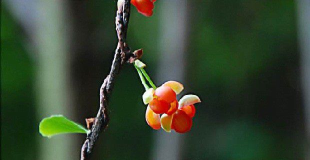 五味子花芽分化受什么影响？