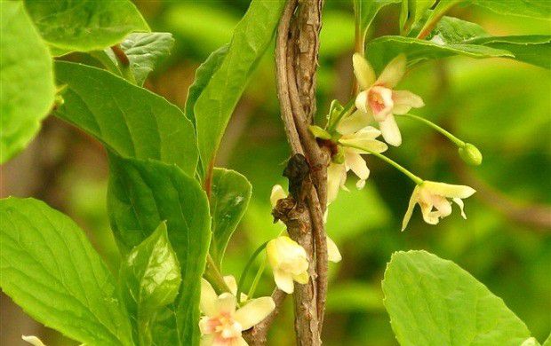 五味子花芽分化受什么影响？