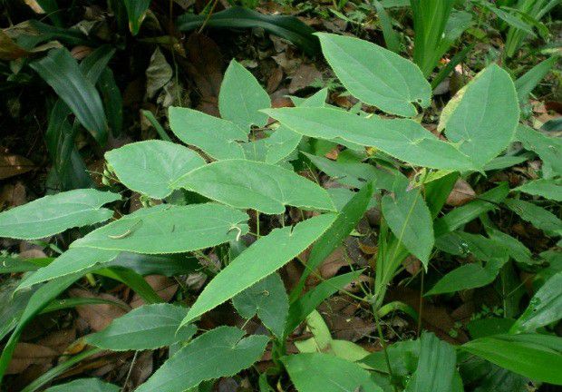 种植淫羊藿如何管理？