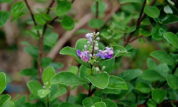 种植蔓荆子如何管理？