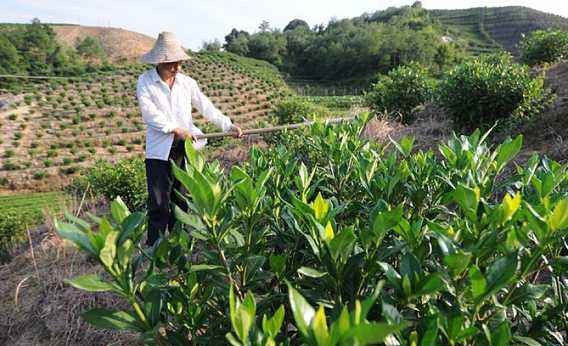 种植栀子如何整形修剪？