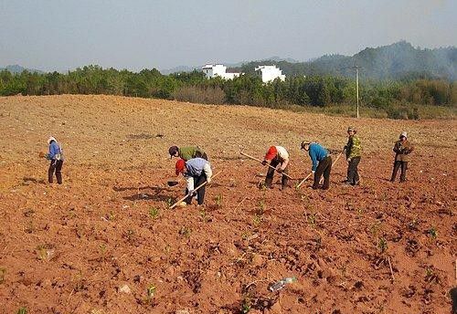 种植药用栀子如何选地整地？