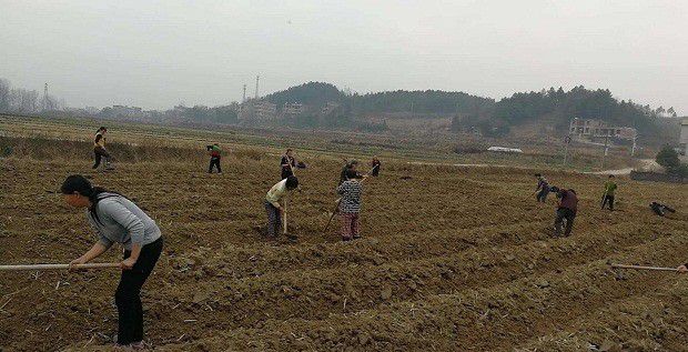 种植云木香如何选地整地？