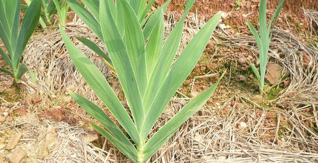 种植射干冬季如何管理？