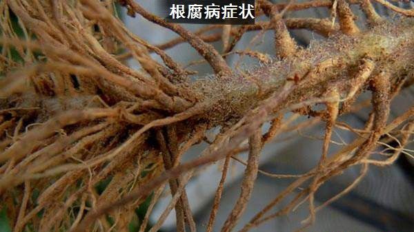 种植牛膝如何防治病虫害？