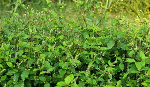 种植牛膝如何管理？