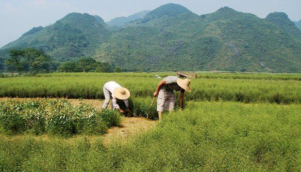 种植穿心莲如何采收？