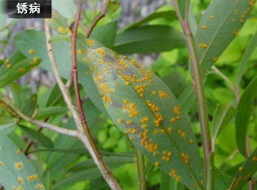 种植黄柏如何防治病虫害？