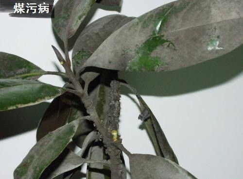 种植黄柏如何防治病虫害？