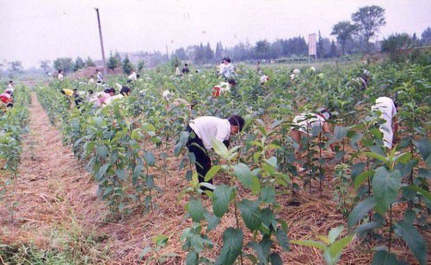 种植杜仲如何管理？