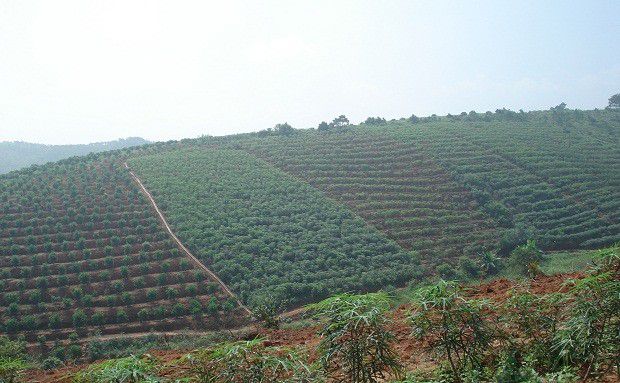 种植杜仲如何选地整地？