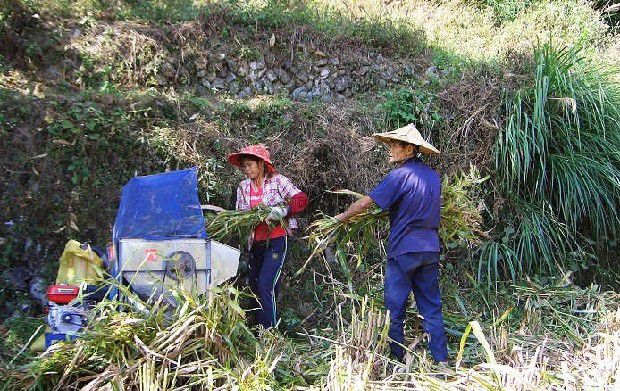 种植薏苡如何采收？