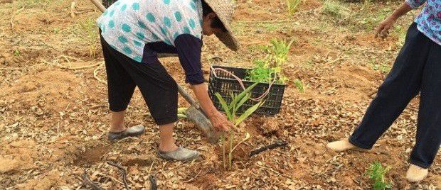 种植砂仁如何管理？