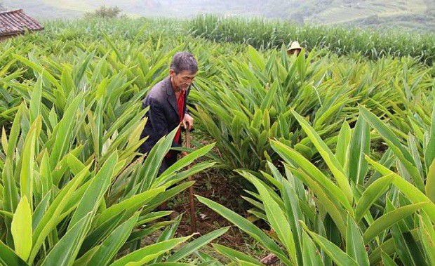 种植砂仁如何管理？