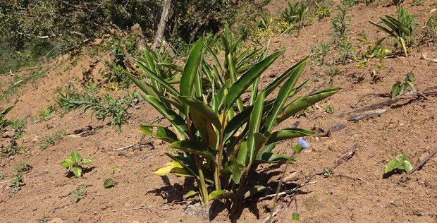 种植砂仁如何选地整地？