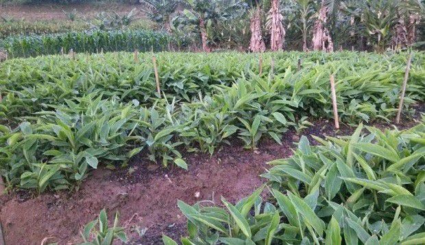 种植砂仁如何选地整地？