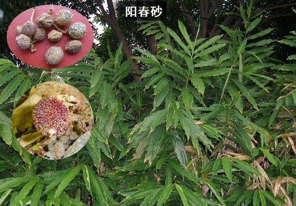 种植砂仁什么品种好？