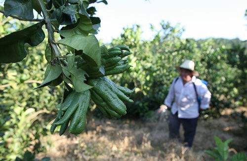 种植佛手如何追肥？