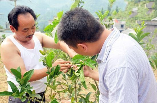 种植佛手如何修剪整形？