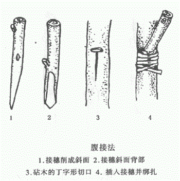 佛手如何采用嫁接繁殖？