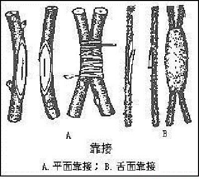 佛手如何采用嫁接繁殖？