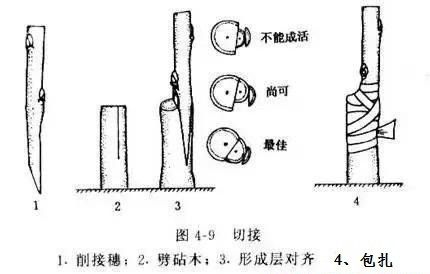 佛手如何采用嫁接繁殖？