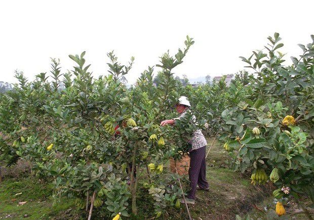 种植佛手需要什么条件？