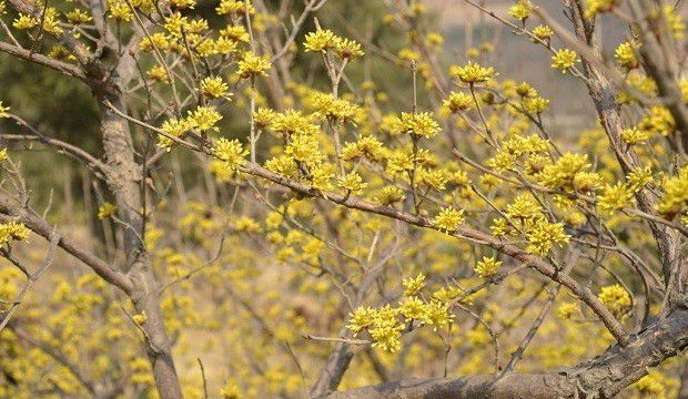 种植山茱萸如何疏花？