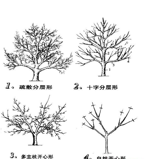 种植山茱萸如何修剪？