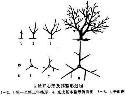 种植山茱萸如何修剪？