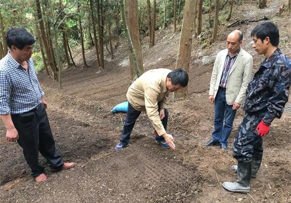 种植山茱萸如何选地和整地？