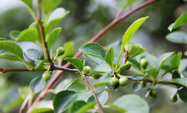 种植山茱萸需要什么条件？