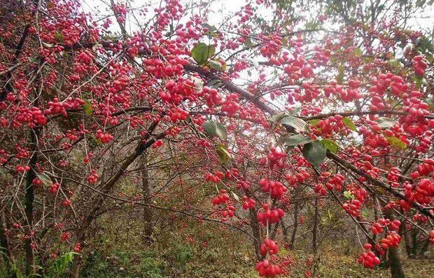 种植山茱萸需要什么条件？