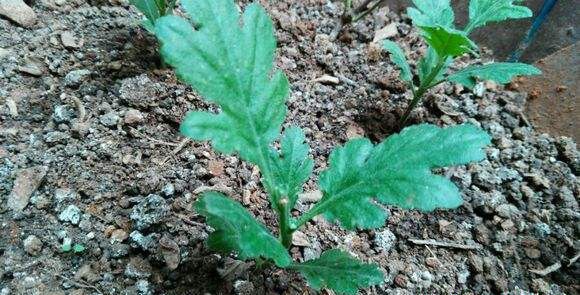 种植药用菊花如何管理？