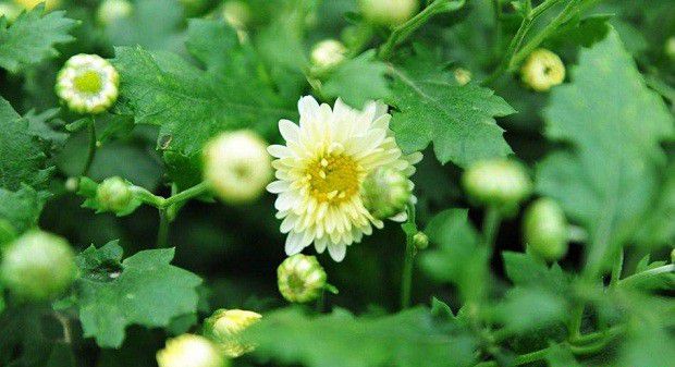 种植药用菊花需要什么条件？