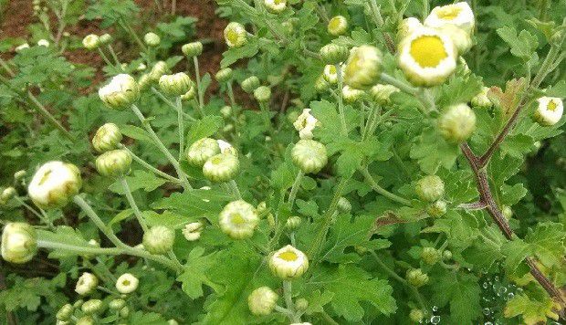 菊花生长规律是怎么样？