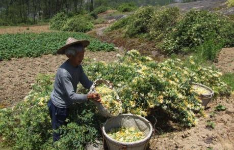 种植金银花什么时候可以采收？