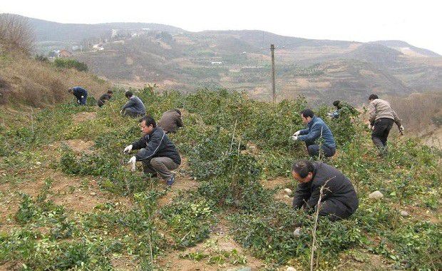 种植金银花如何修剪？