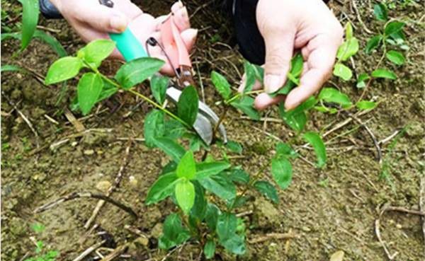 种植金银花如何修剪？