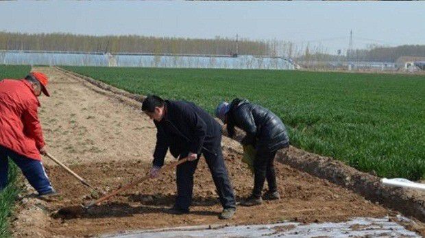 种植金银花如何选地整地？