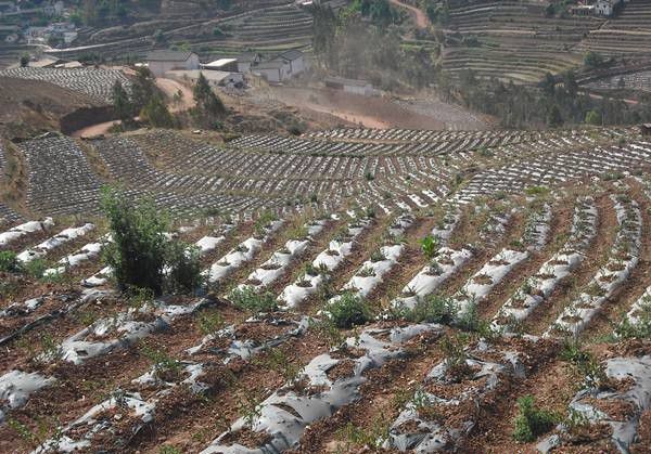 种植金银花如何选地整地？