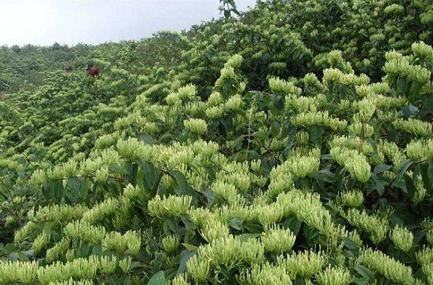 种植金银花需要怎么样的环境条件？