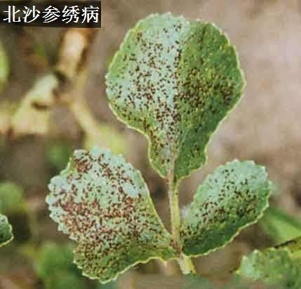 种植北沙参如何防治病虫害？