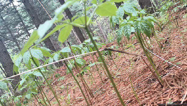 长白山人参的种植范围