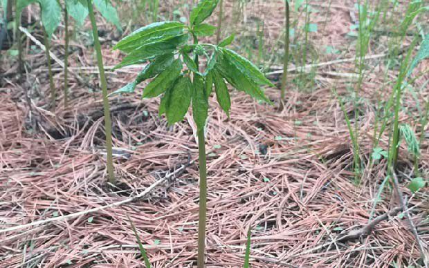 人参鼹鼠用什么药防治？